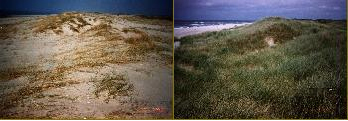 In najaar en winter 1998 is de zeereep ter plaatse van het experiment sterk overstoven. Linksboven september 1998, rechtsboven december 1998, linksonder maart 1999, rechtsonder september 1999. Foto's Cees Smit, Rijkswaterstaat Texel.